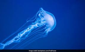 Maybe you would like to learn more about one of these? Australian Teen Dies After Box Jellyfish Sting