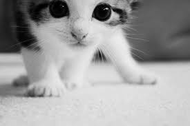 Brown is more commonly seen along with tabby stripes. Cats Via Tumblr Image 1114489 On Favim Com
