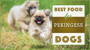 10 best healthiest dog foods for pekingese in 2019