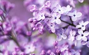 In addition to the trees like flowering cherry, flowering pear, flowering plum, and the shrubs such as we have perennials that bloom in the early spring that are almost gone for us now. Spring Season Flowers Wallpapers Spring Flowers Wallpaper Purple Spring Flowers Flower Wallpaper