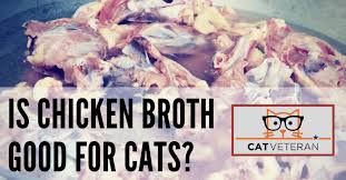 Older cats aren't the only ones at risk. Is Chicken Broth Good For Cats Quick Easy Recipe