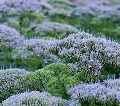 Trachelium Caeruleum Lake Michigan Blue Seeds Michigan Blue Vegetable Seed Flowers