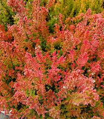 Image result for Calluna vulgaris