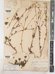 Image result for Emilia discifolia