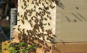Abholen Und Aufstellen Der Bienen Im Garten Imker Jochen Pippir