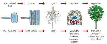 We did not find results for: Cells Tissues And Organs Dr Randall Science