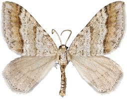 Image result for Mesotype parallelolineata