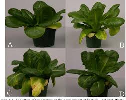This disease can defoliate plants during wet weather. Figure 2 2 From The Epidemiology Of Xanthomonas Campestris Pv Vitians Causal Organism Of Bacterial Leaf Spot Of Lettuce Semantic Scholar