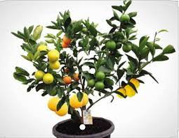 A fruit salad tree is a fruit tree that grows up to 6 different fruits all on the 1 tree. Is The Fruit Salad Tree Real Or A Hoax Quora