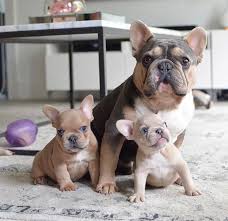 Wann ist eine französische bulldogge ausgewachsen. Franzosische Bulldogge Blau Ausgewachsen
