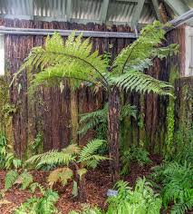 Image result for Xerophyta squarrosa