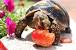 African Spur Thighed Tortoise