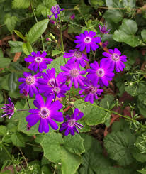 Image result for Pericallis