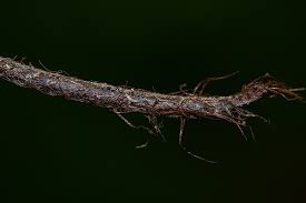 Image result for Pellaea doniana