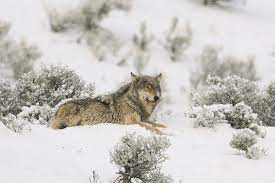 Yellowstone Considers Hazing Wolves To Help Them Avoid Hunters Yellowstone Wolves Wildlife Yellowstone