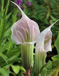 A spring trek though the woods would find the new leaves just pushing. Arisaema Candidissimum Chinese Cobra Lily