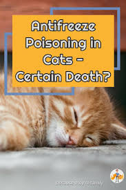 In many cases of poisoning in cats, the poison is unknown. Antifreeze Poisoning In Cats Certain Death Symptoms Treatment Prevention Our Pets Health