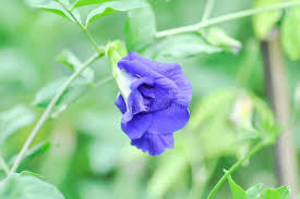 Image result for Fabaceae subfamily Papilionoideae