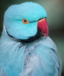 Bird And Pet Clinic Of Roseville Hours Top 10 Talking Pet Birds Bird Pet Care Corner By Petsolutions Petsolutions Blog Pet Birds Pets Bird Care