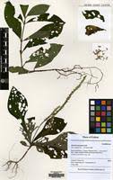 Image result for Elytraria acaulis