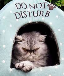 Angry Cat Funny Animals Animals Grumpy Cat