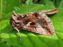 Image result for Autographa macrogamma