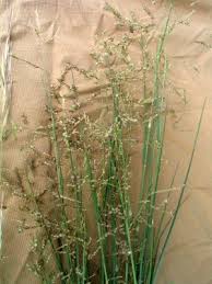 Image result for Eragrostis phyllacantha