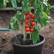 Vous pouvez moins arroser dès que les tomates commencent à rougir sauf en cas de sécheresse, cela renforce le goût de la tomate. Comment Arroser Le Jardin Quand Le Faire Et Quelle Quantite D Eau Faut Il Donner