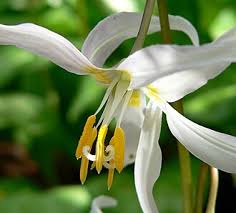 Image result for Vahliaceae