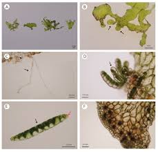 Image result for Antrophyum