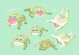 Frogs of the south american genus lepidobatrachus. Tags Budgett S Frog Listhearts Com