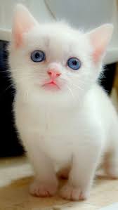 blue eyes kitten mobile wallpaper mobiles wall cute kittens guzel kediler kedi