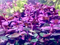 Image result for Ludwigia senegalensis