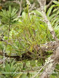 Image result for Tridactyle bicaudata