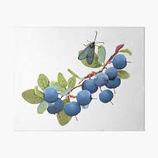Carol cheow, ceo of ingredient supplier cactus botanics, has announced that the company is now offering european bilberry powder extract. Bilberry Art Board Prints Redbubble