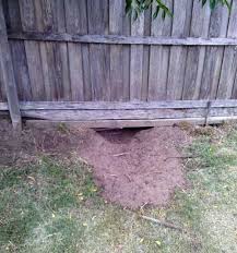 Maybe you would like to learn more about one of these? Husky Escape Artists How To Stop A Husky Running Away Husky Owner