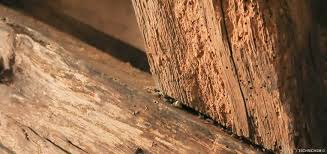 We did not find results for: Solution Et Traitement Contre La Merule Et Les Insectes Bois