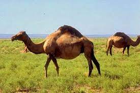 She turns out to be something. Pin On Camelids Old World Dromedary One Humped Camel Bactrian Two Humped Camel New World Llama Alpaca Guanaco Vicuna