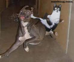 Cat Hit A Flying Kick To Dog Funny Cat Pictures Funny Animal Pictures Funny Animals