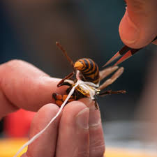 Asian giant hornets typically hibernate during the winter and emerge again in april, and the researchers spent last month setting traps to locate and eradicate any hives. Using Bluetooth To Hunt Murder Hornets Rcr Wireless News
