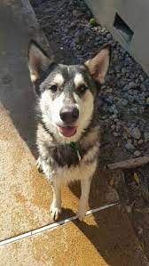 Adopt Taku On Petfinder Dogs And Puppies Husky Siberian Husky