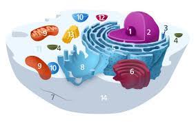 What are the 12 main parts of an animal cell? Organelles Of The Animal Cell And Their Functions Learner Trip