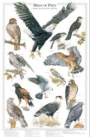 Birds Of The Bahamas Field Guide Birds Of Prey Poster Vol 1 Eagles And Hawks Birds Birds Of Prey Bird Identification