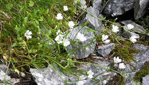 Image result for Cerastium afromontanum