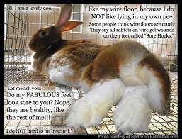 My Feet Are Fabulous On This Wire Cage I Do Not Need To Be Rescued If You Use The Right Wire And Face It In The Corre Rabbit Pet Rabbit