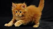 Orange Maine Coon Kitten