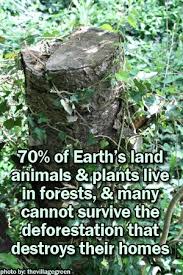 70 Of Land Animals And Plants Live In Forests 70 Des Animaux Et Des Plantes Terrestres Vivent Dans Les Forets Save Mother Earth