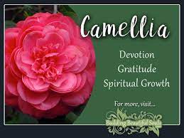 Pin On Flower Meanings Symbolism