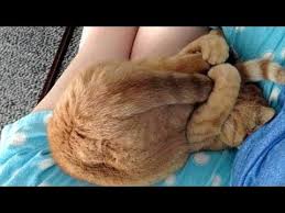 Check spelling or type a new query. Will You Ever Be Able To Stop Laughing Funny Random Animals Compilation Youtube