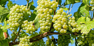Forage from fruit trees in your city with the help of this map. Fruit Tree Wallpapers Hd On Windows Pc Download Free 1 0 Com Aurobapps Fruittreewallpapers